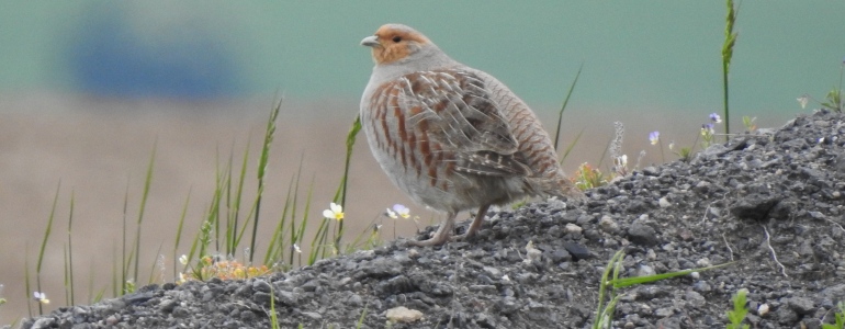 Koroptev polní na mezi, foto: Pavla Tomková