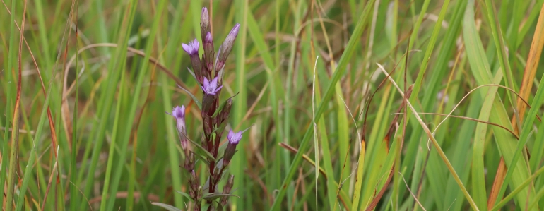 Gentian