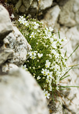 písečnice velkokvětá