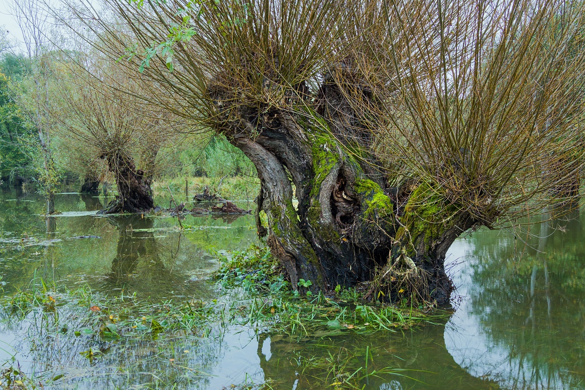 Hlavaté vrby v NPR Křivé jezero.