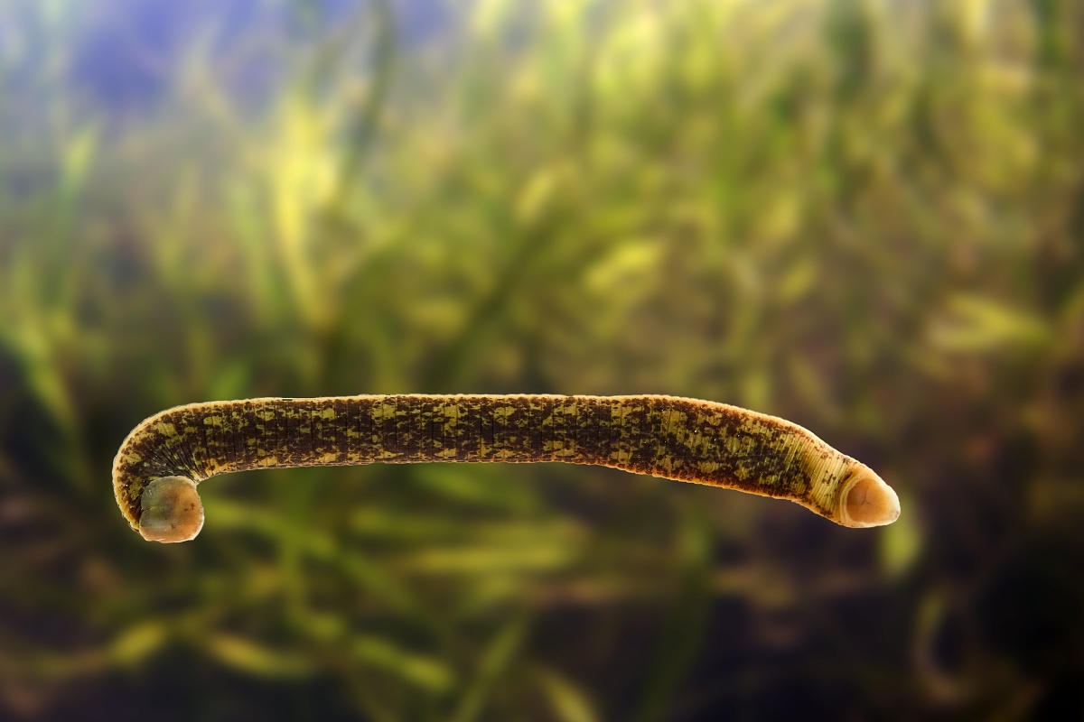 Pijavka lékařská.