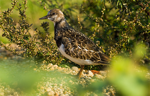 Kameňáček pestrý u keře.
