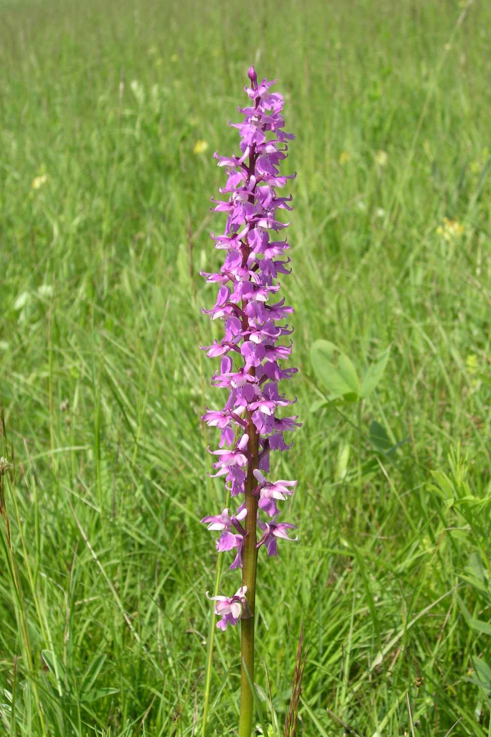 Rozkvetlá Orchis mascula v trávě.