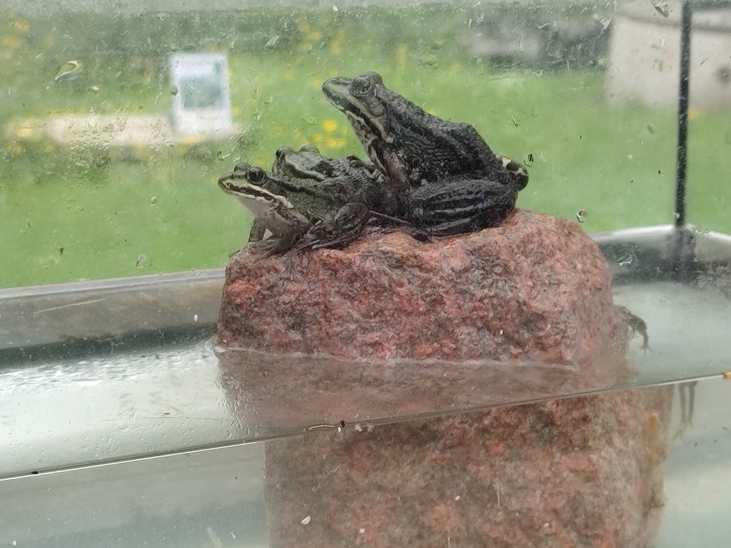 Skokani zelení v akváriu sedí na kameni.