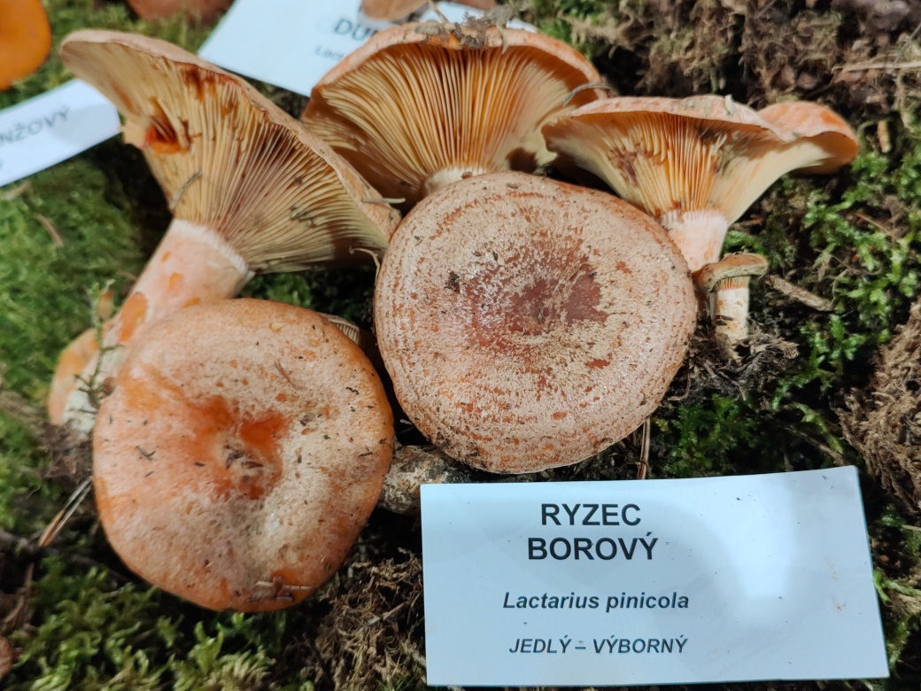 Ryzec borový.