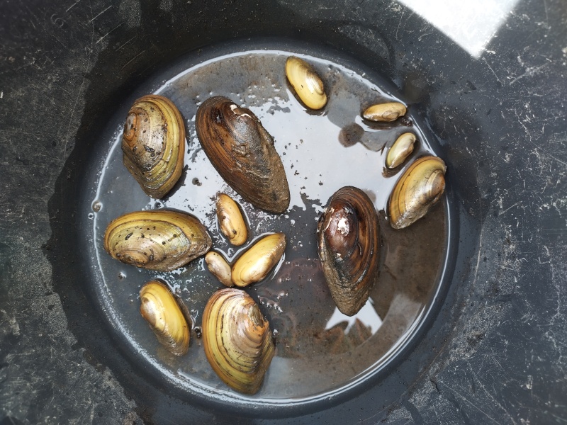 Nasbíraní mlži. Foto Filip Šipan.