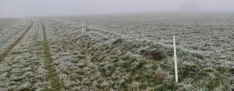 Místo sázení stromů u Brlohu. 