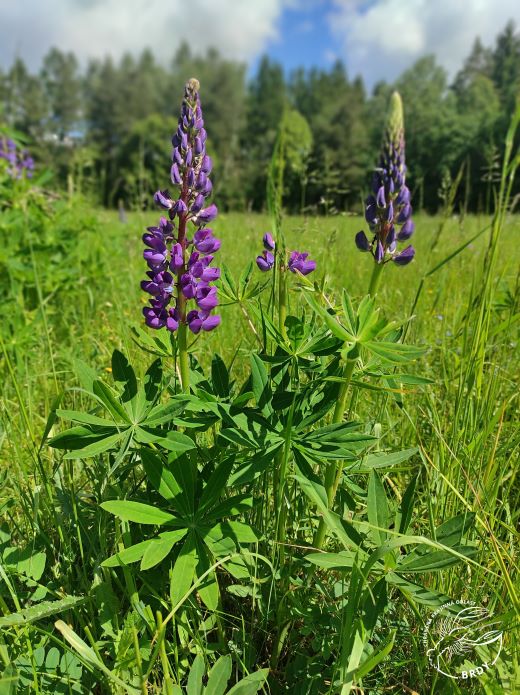 modrá květenství lupiny
