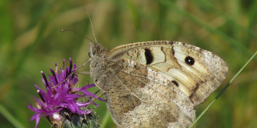 Okáč skalní, foto Václav John