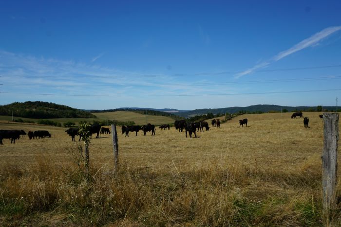 Pasoucí se krávy u Koledníku