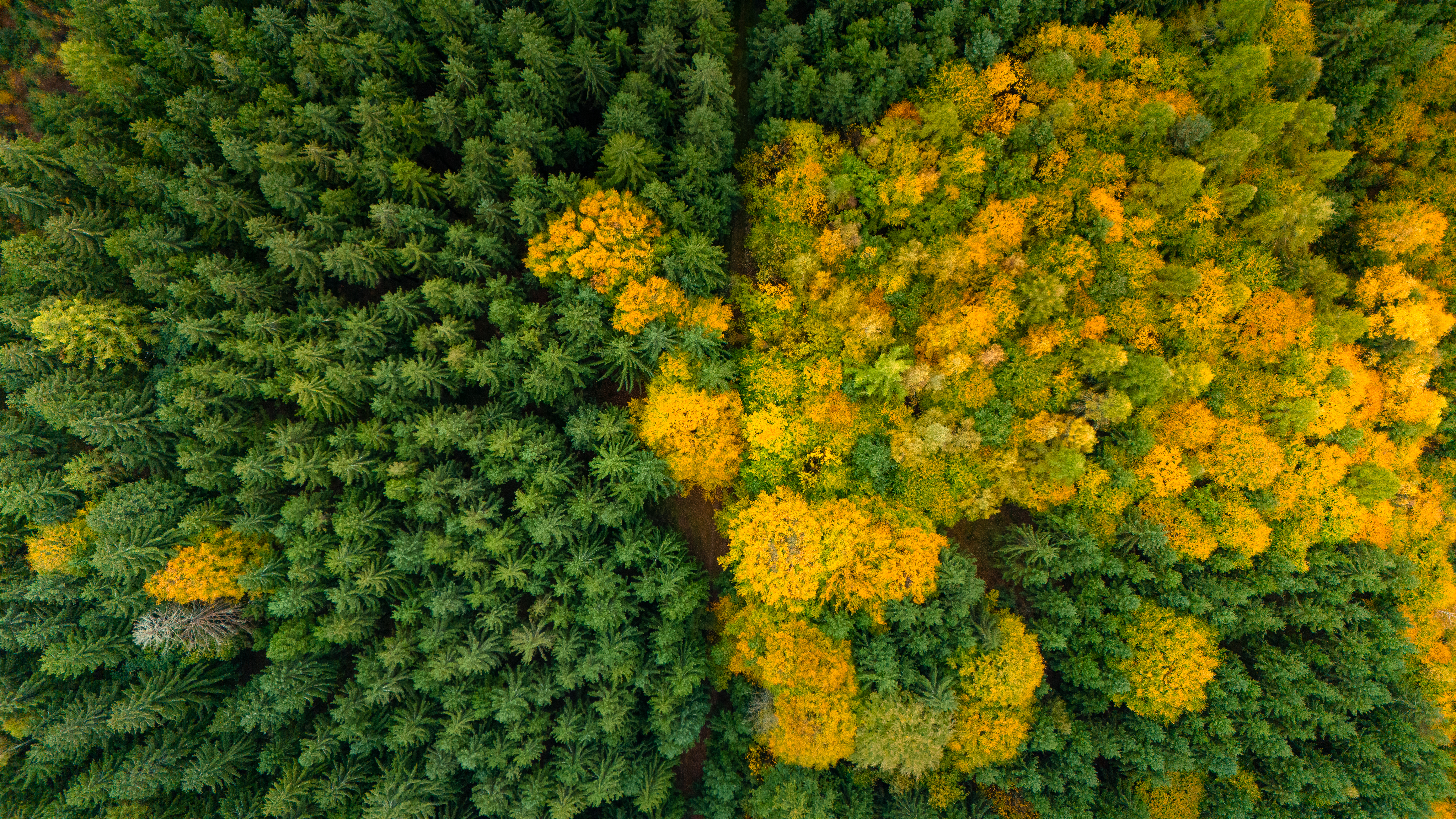 podzimní les pohled shora