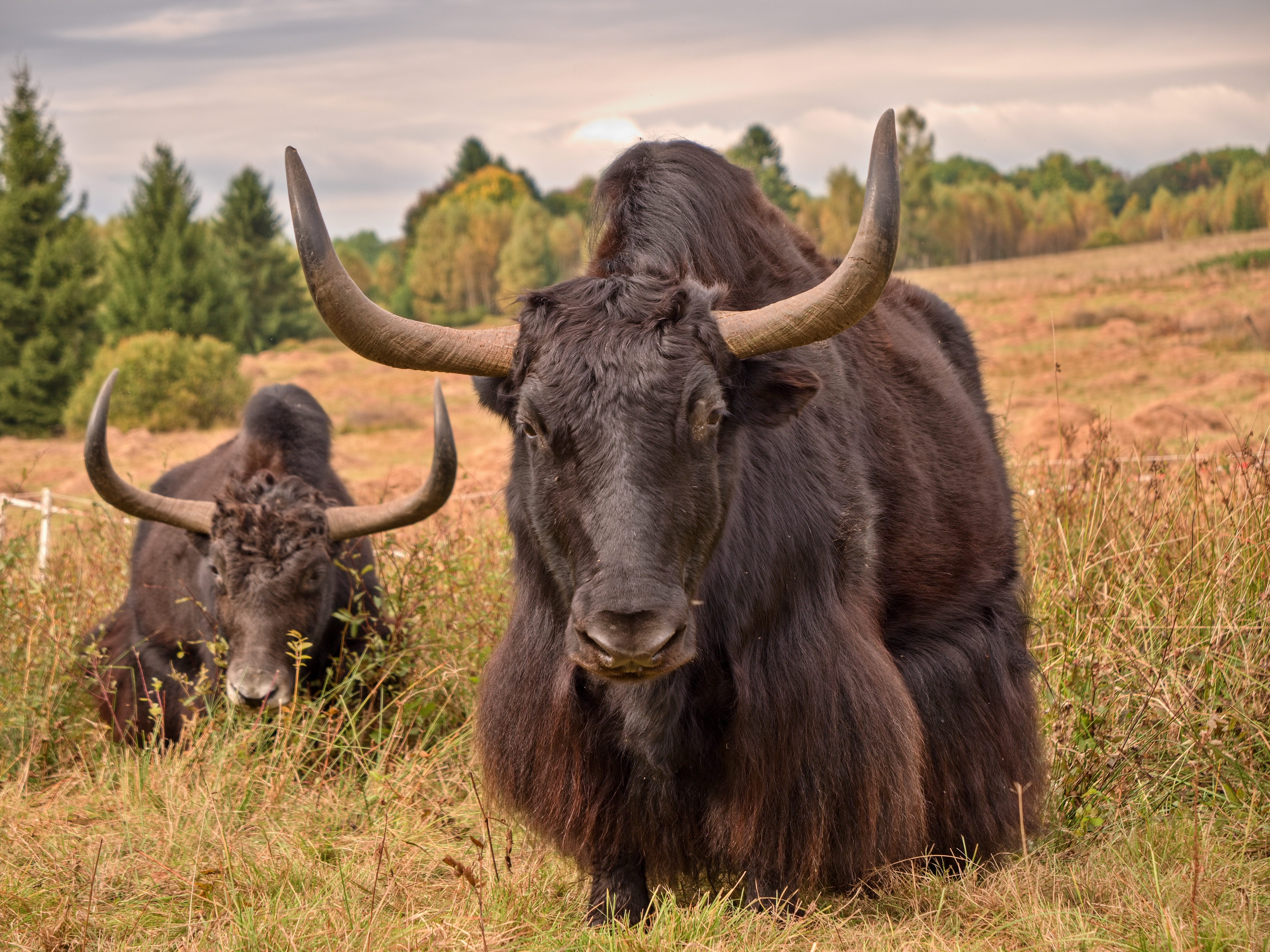 Dva jaci, čelní pohled.