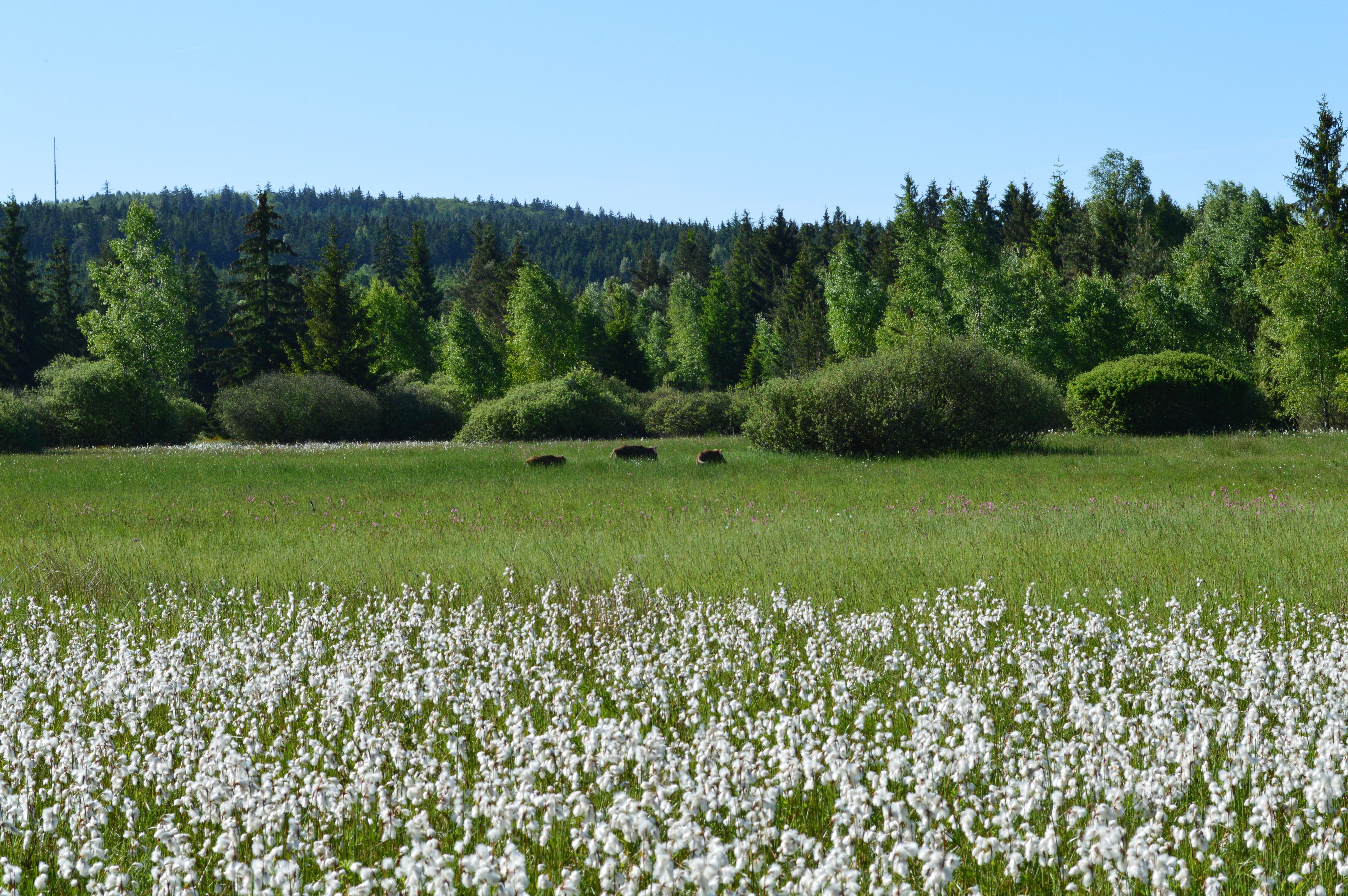 kvetoucí suchopýry v národní přírodní památce Na požárech