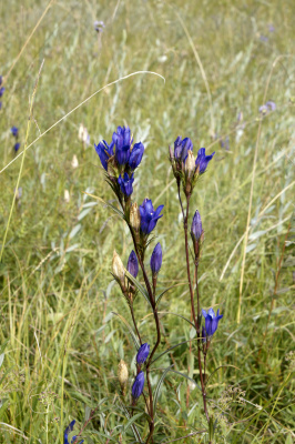 hořec hořepník, Markéta Kašparová