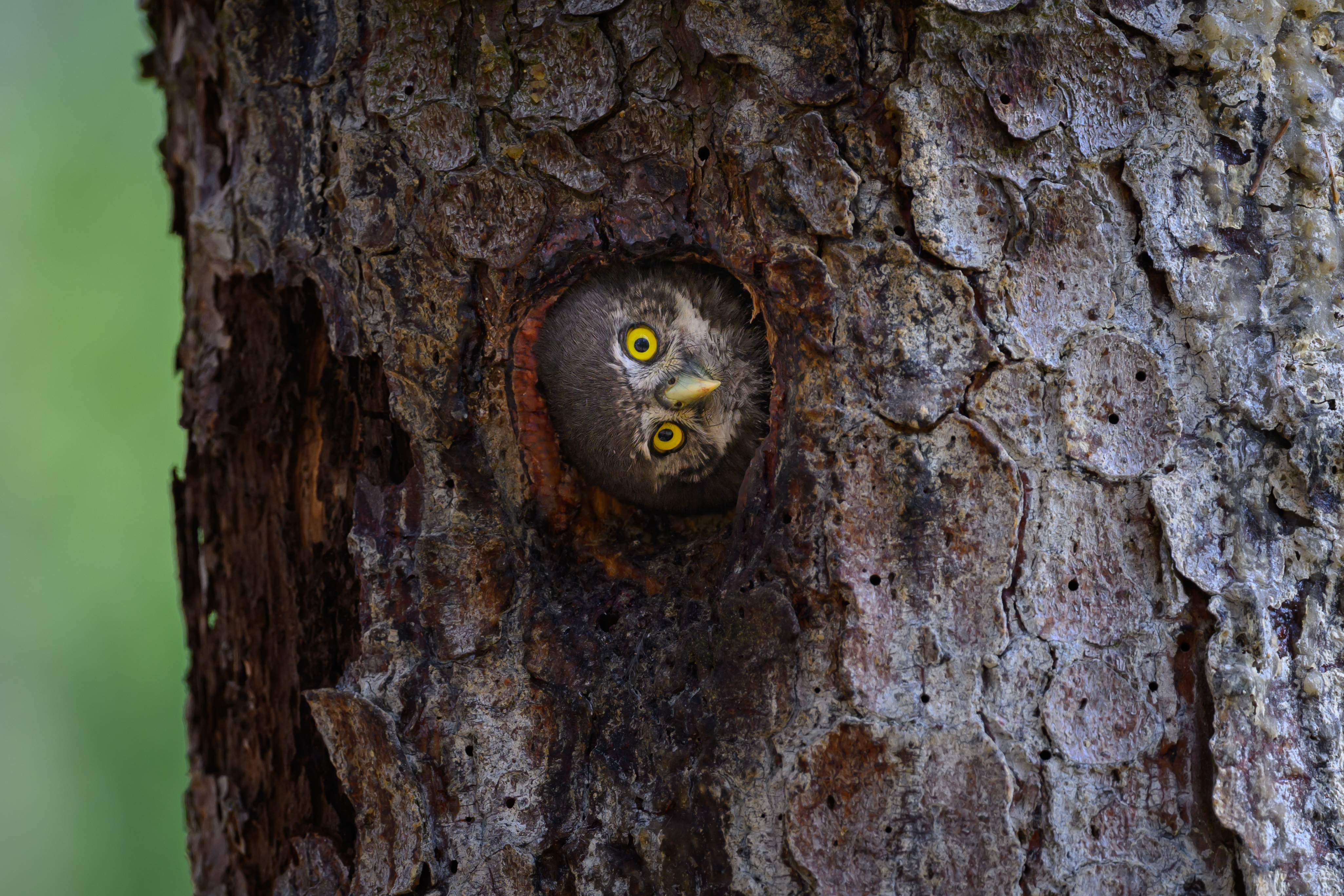 kulíšek nejmenší v dutině stromu