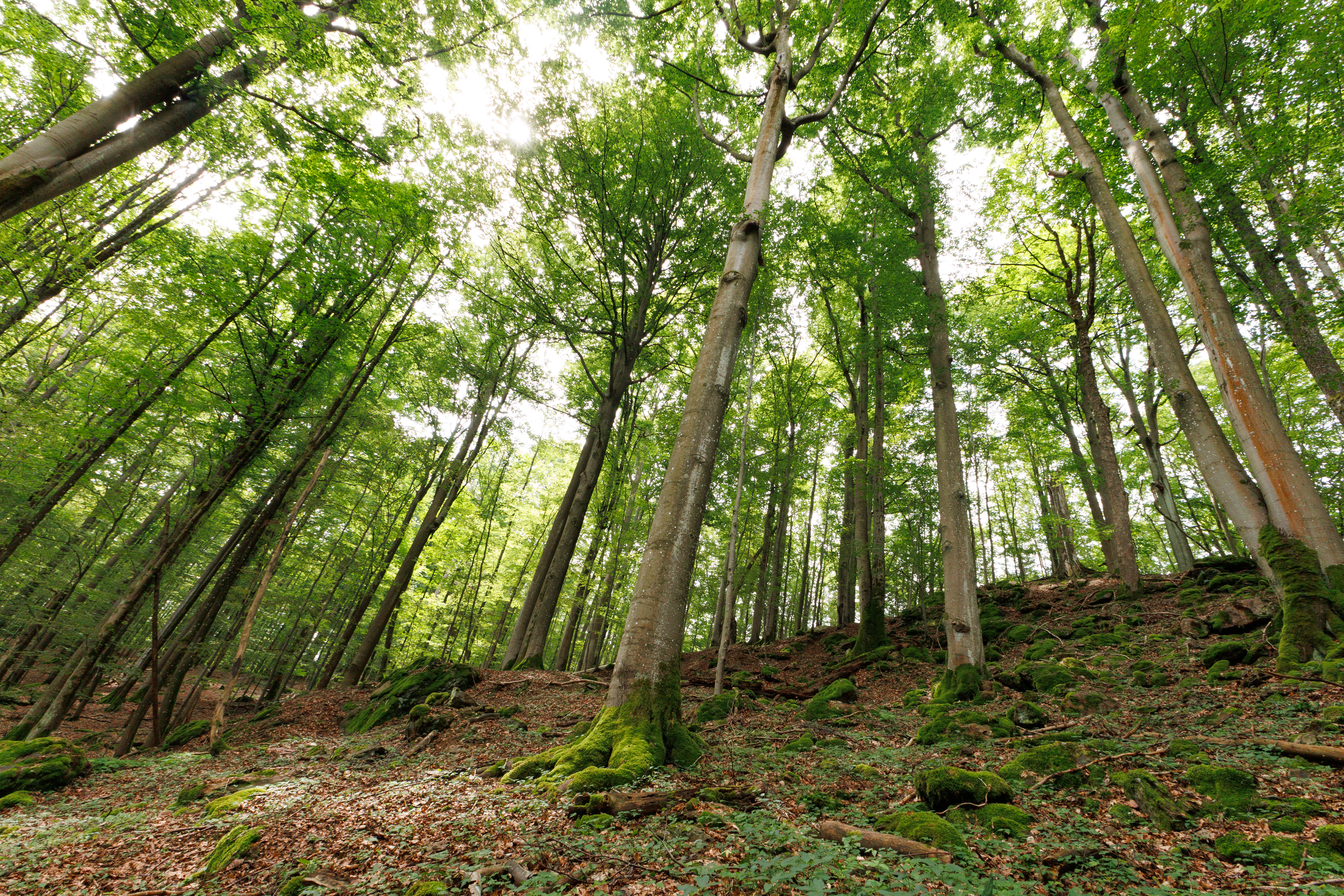 bučina na Broumově