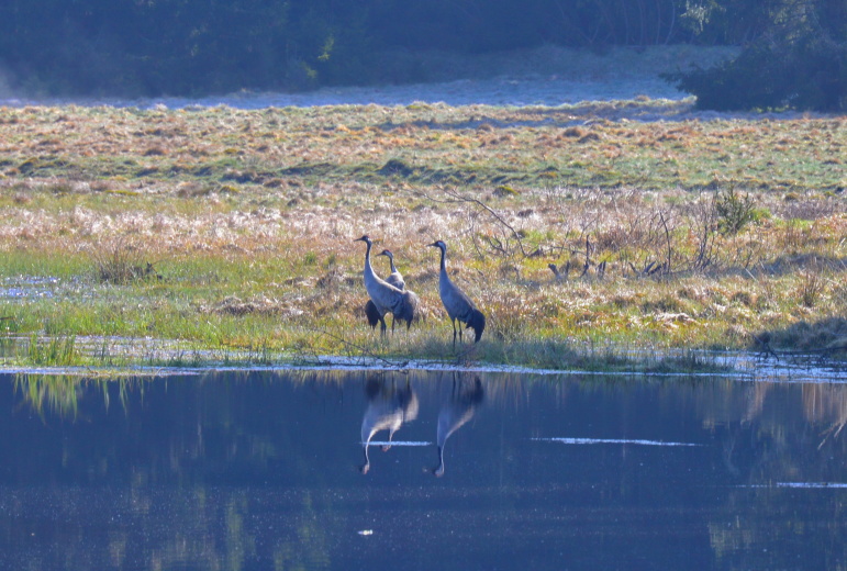 Krajina Českého lesa.