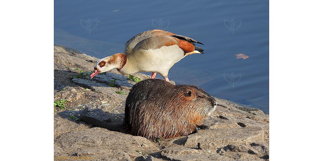 husice nilská a nutrie říční (Pavel Moravec)