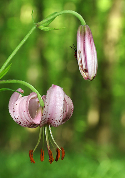Rozkvetlá rostlina.