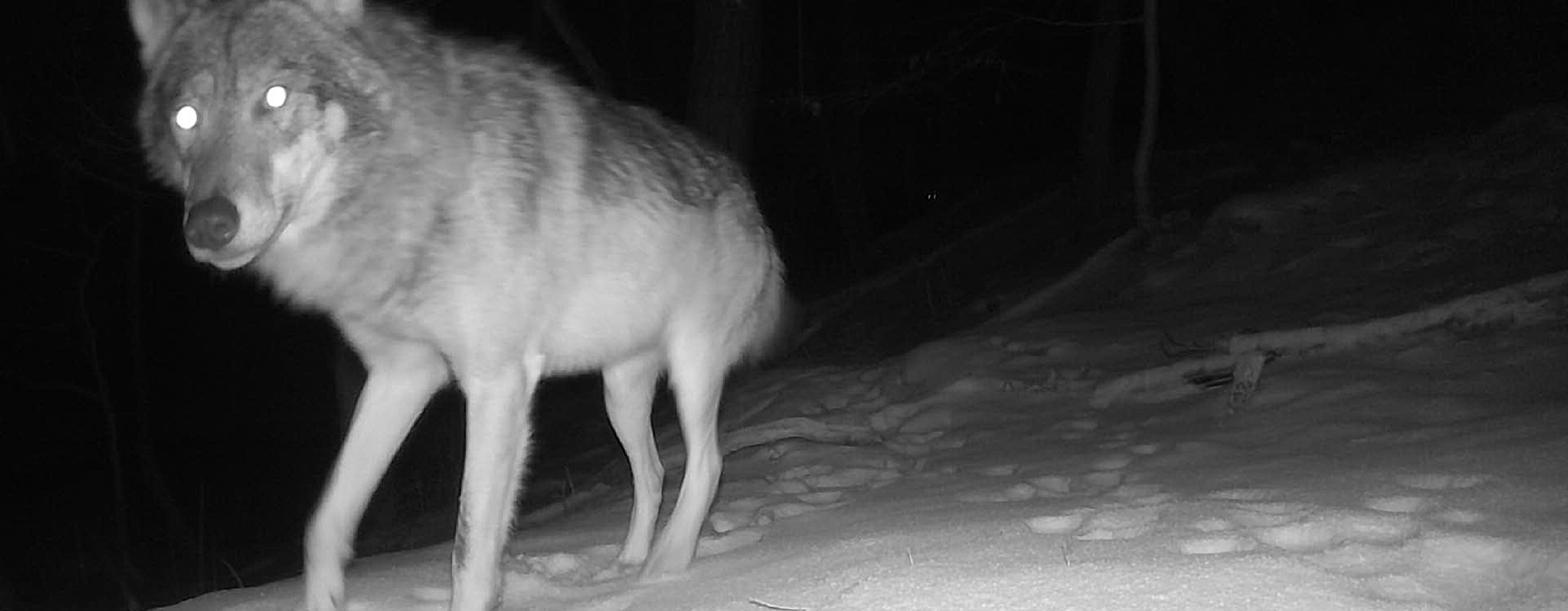 Vlk zachycený na fotopasti při monitoringu, foto: Jana Dvořáková 