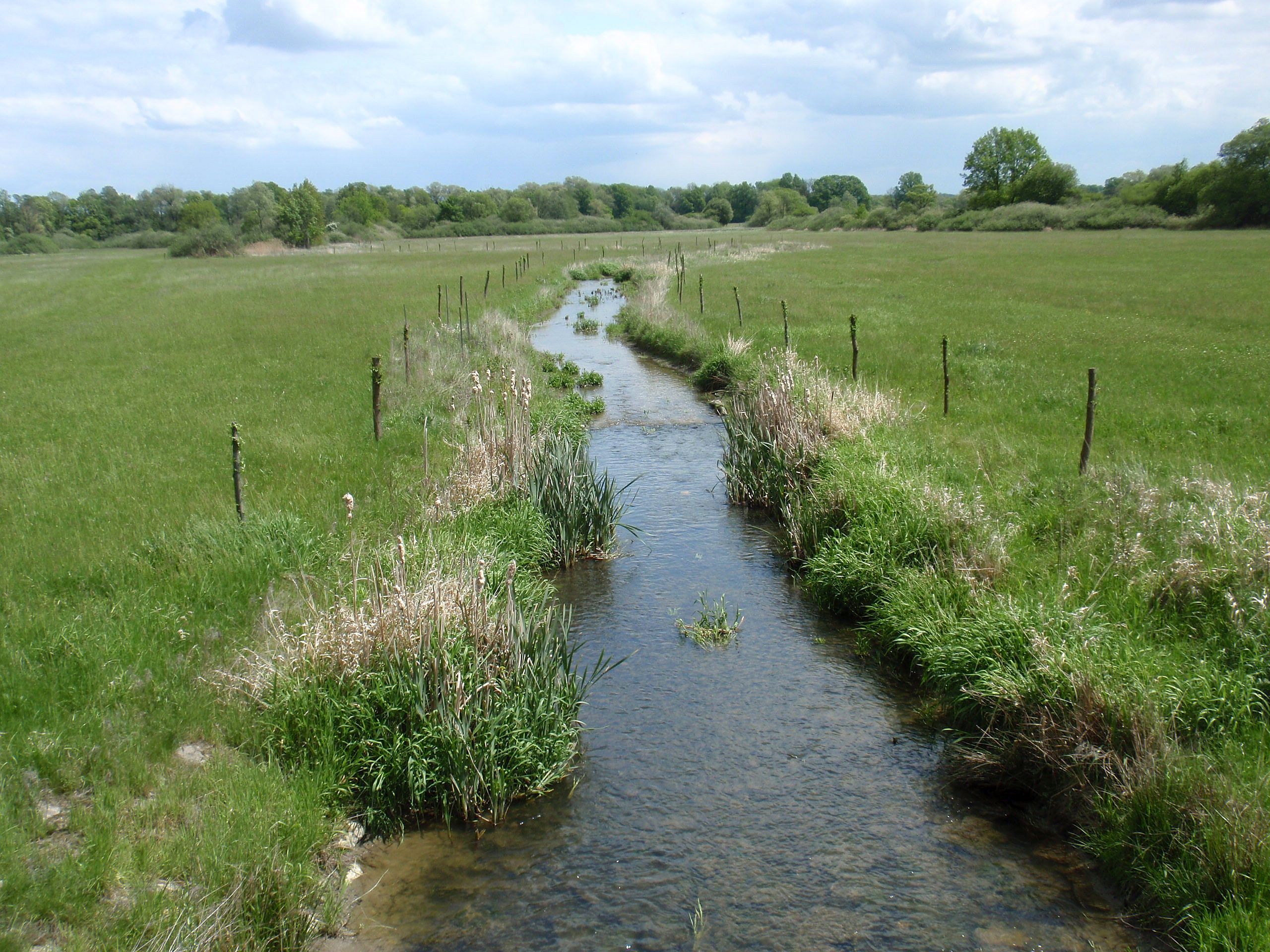 Původní výsadba vrbových kůlů z roku 2016, dnes už hlavatých vrb.