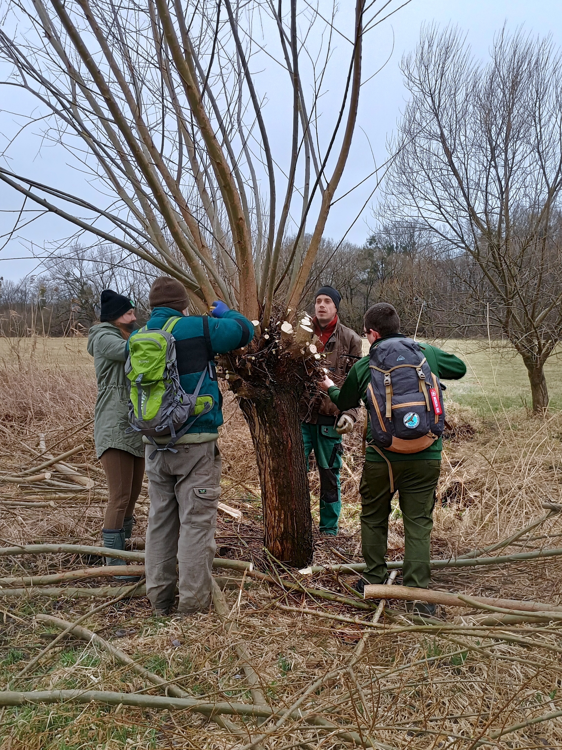 Společně jsme ořezali desítky vrb.