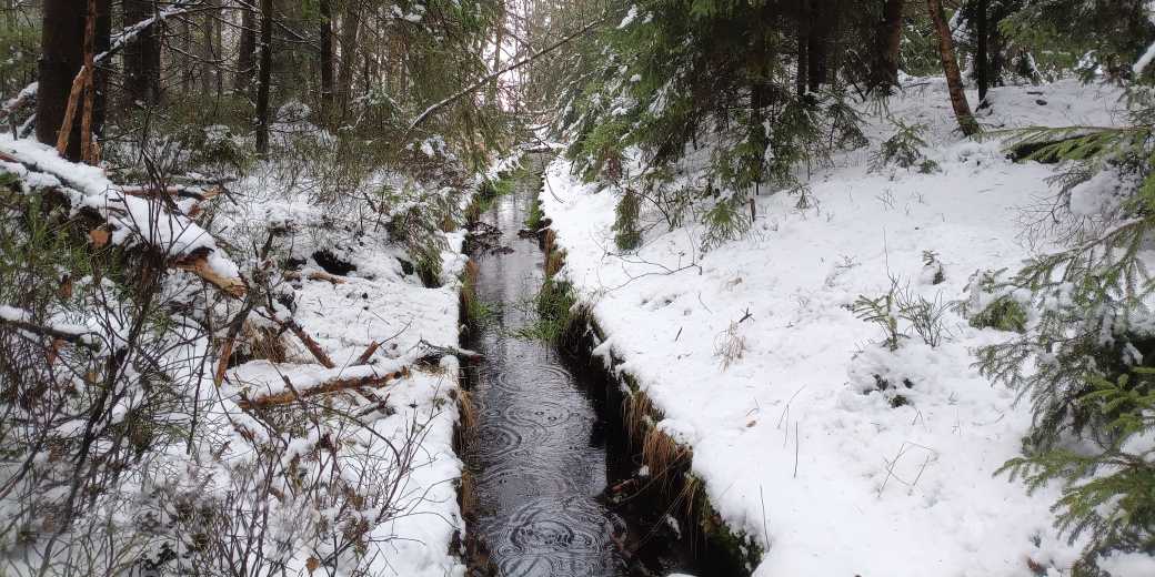 Vodní režim NPR Dářko je negativně ovlivňován historickými odvodňovacími kanály, které urychlují odtok a snižují hladinu podzemní vody v širším okolí. Tyto kanály budou v rámci revitalizace přerušené dřevěnými přepážkami a zasypané okolní zeminou spolu, foto: Martin Černý