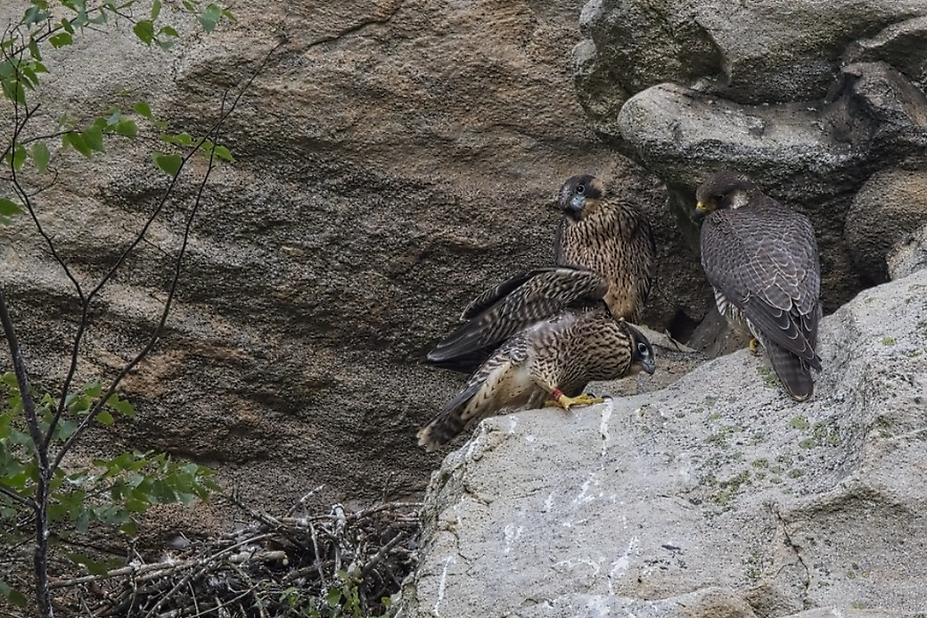 Starost rodiče o mláďata, foto: Petr Mückstein