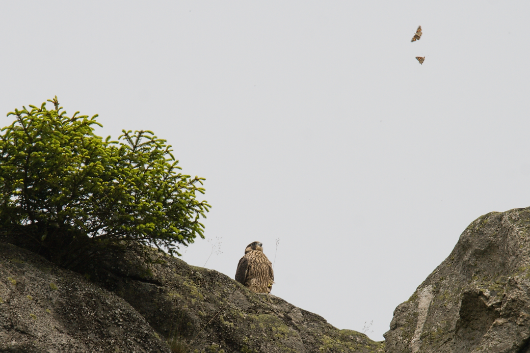 Mladý samec sokola sleduje další stěhovavý druh babočky bodlákové, foto: Petr Piechula