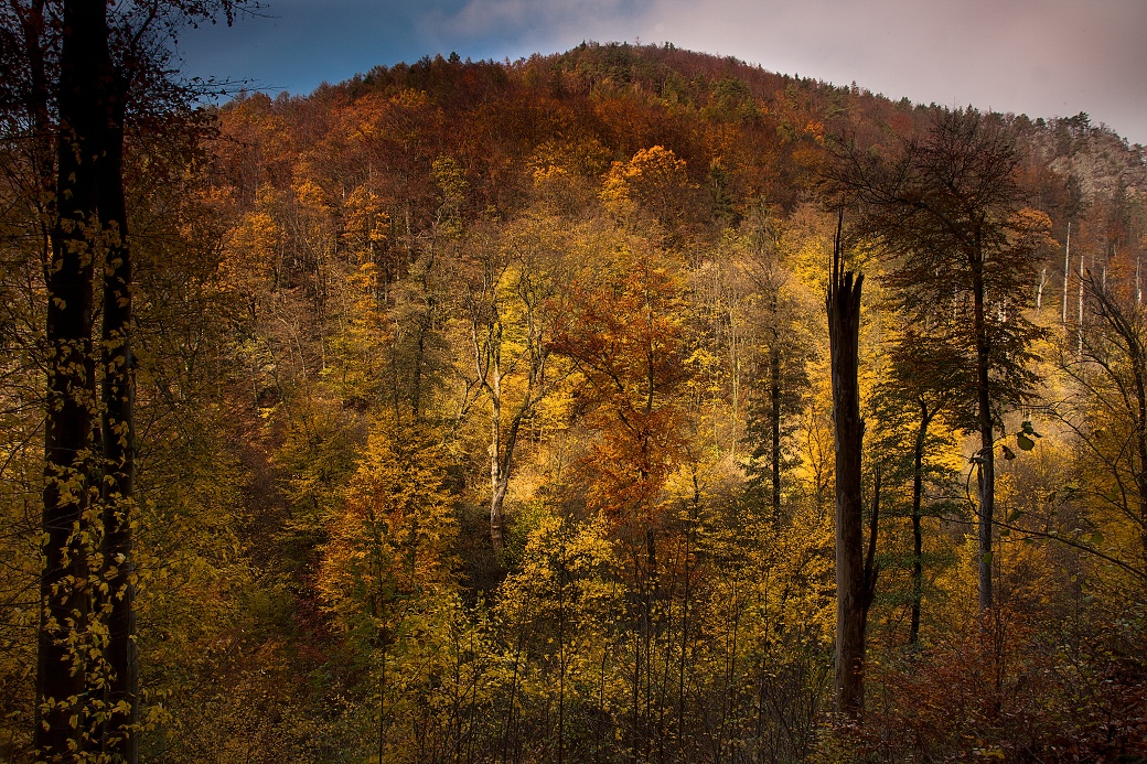 Přírodně blízký les v národní přírodní rezervaci Lichnice.