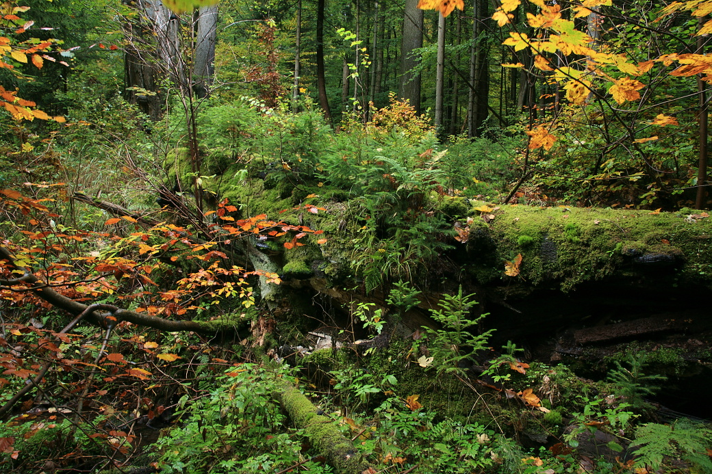 Zmlazování v přírodní rezervaci Polom.